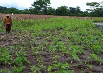Ministerio de Agricultura intensifica monitoreo en 8 departamentos por riesgo de pérdidas en cultivos debido a fuertes lluvias