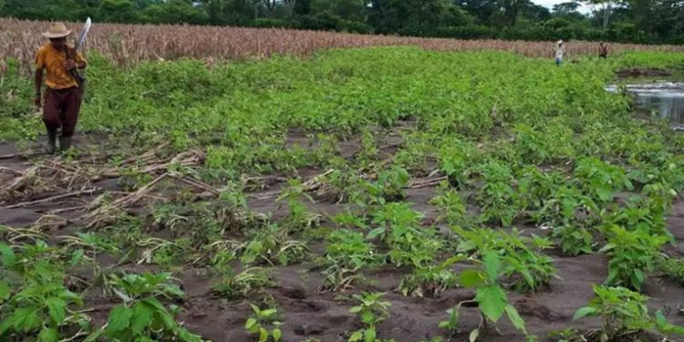 Ministerio de Agricultura intensifica monitoreo en 8 departamentos por riesgo de pérdidas en cultivos debido a fuertes lluvias