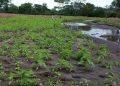 Ministerio de Agricultura monitorea cultivos en 115 municipios afectados por lluvias persistentes