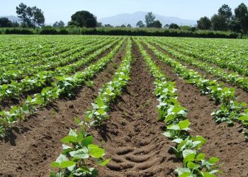 Ministerio de agricultura monitorea cultivos en 76 municipios por amenaza climática