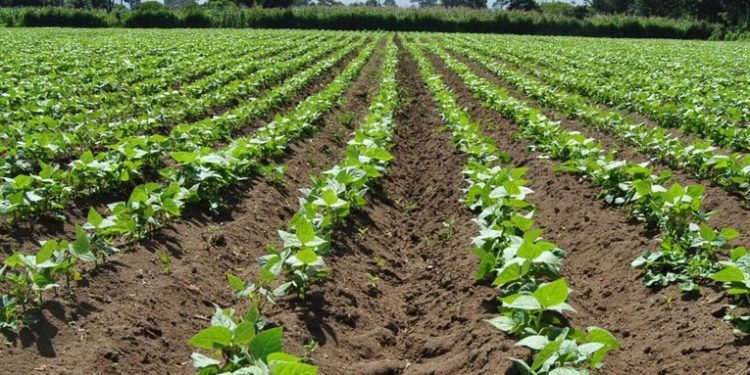 Ministerio de agricultura monitorea cultivos en 76 municipios por amenaza climática