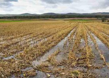 Ministerio de Agricultura reporta daños en 86 mil hectáreas de cultivos por lluvias y sequías