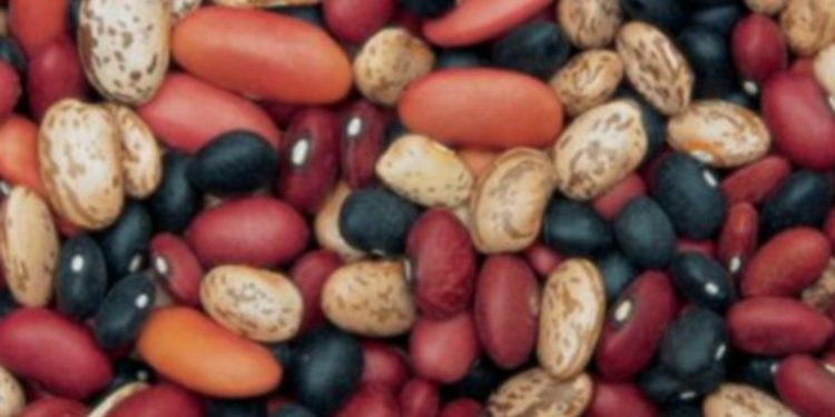 Ministerio de Economía Flexibiliza Importación de Frijol para Combatir Especulación