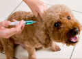 Ministerio de Salud anuncia campaña de vacunación antirrábica a más de 3 millones de mascotas