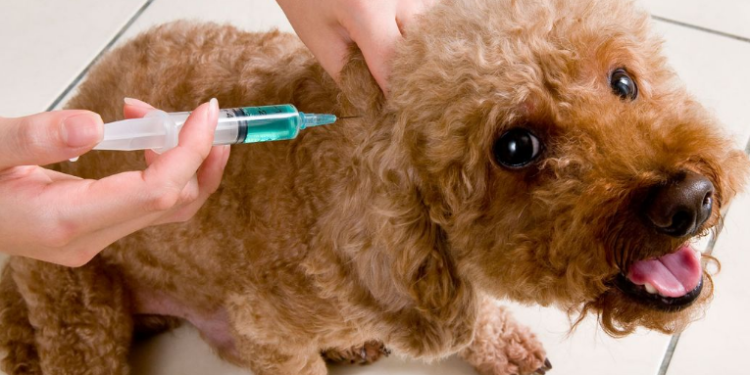 Ministerio de Salud anuncia campaña de vacunación antirrábica a más de 3 millones de mascotas