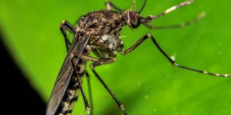 Ministerio de Salud confirma que Guatemala está libre de contagios por los virus OROV y Mayaro