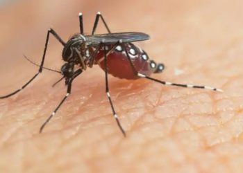 Ministerio de Salud declara emergencia nacional por dengue