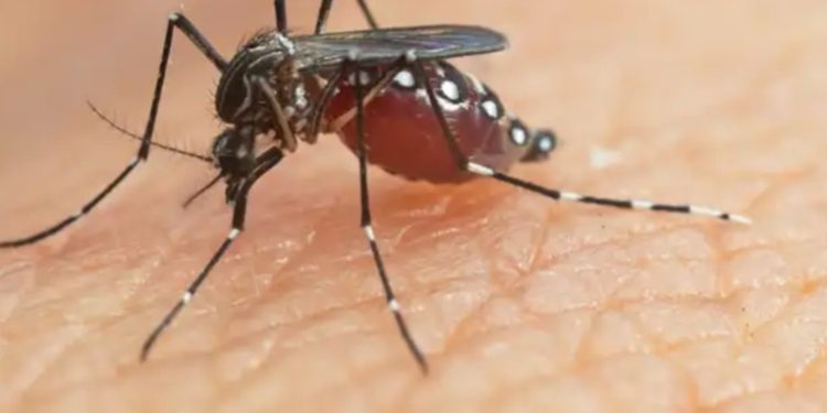 Ministerio de Salud declara emergencia nacional por dengue