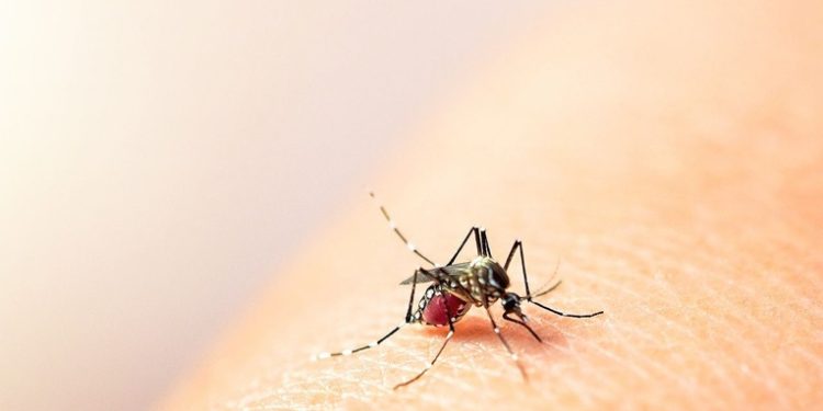 Ministerio de Salud reporta más de 48 mil casos de dengue en lo que va del año