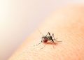 Ministerio de Salud reporta siete muertes y más de dos mil nuevos casos de dengue en la última semana