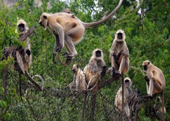 Monos roban un bebé de dos meses y lo ahogan en un tanque de agua en la India