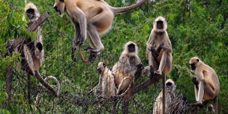 Monos roban un bebé de dos meses y lo ahogan en un tanque de agua en la India