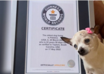 Muere el perro más viejo del mundo