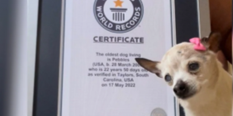 Muere el perro más viejo del mundo