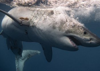 Muere un nadador en un brutal ataque de tiburón blanco