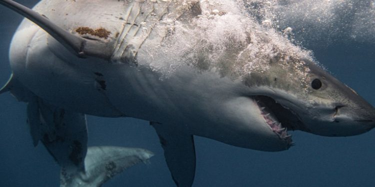 Muere un nadador en un brutal ataque de tiburón blanco