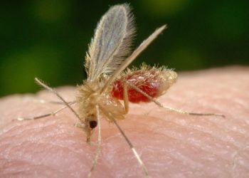 Mueren 16 personas en la India por un virus poco estudiado