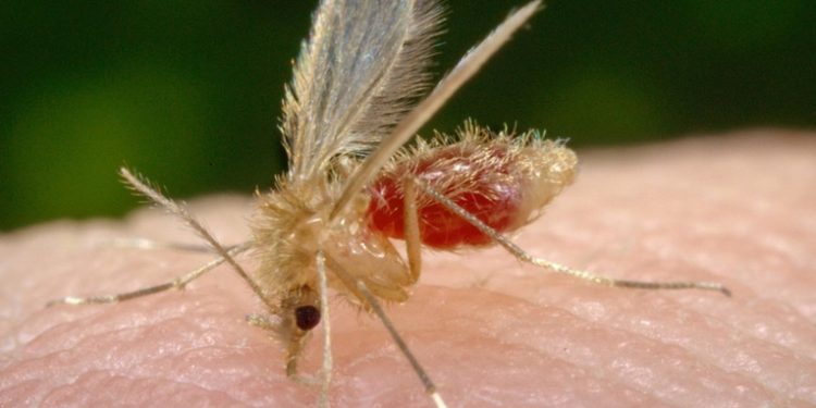 Mueren 16 personas en la India por un virus poco estudiado