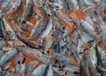 Muerte masiva de peces pone a la industria salmonera chilena en la mira