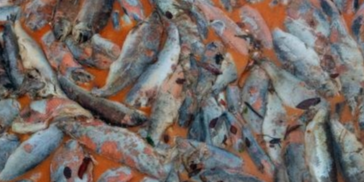 Muerte masiva de peces pone a la industria salmonera chilena en la mira