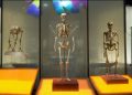 Museo de Nueva York dejará de exhibir huesos humanos