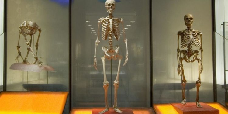 Museo de Nueva York dejará de exhibir huesos humanos