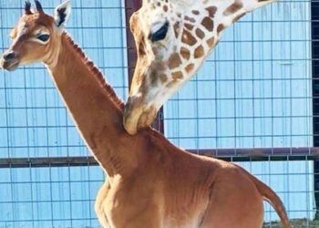 Nace jirafa sin manchas que podría ser la única en el mundo