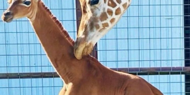 Nace jirafa sin manchas que podría ser la única en el mundo