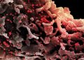 Nuevo estudio revela que el cambio climático podría desencadenar la próxima pandemia