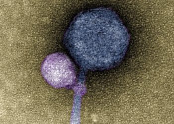 Observan por primera vez un virus adherido a otro