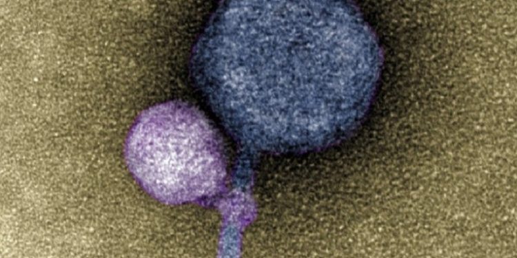 Observan por primera vez un virus adherido a otro