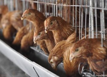 OMS: China reporta la primera muerte humana por gripe aviar H3N8