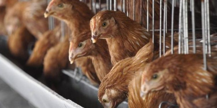 OMS: China reporta la primera muerte humana por gripe aviar H3N8