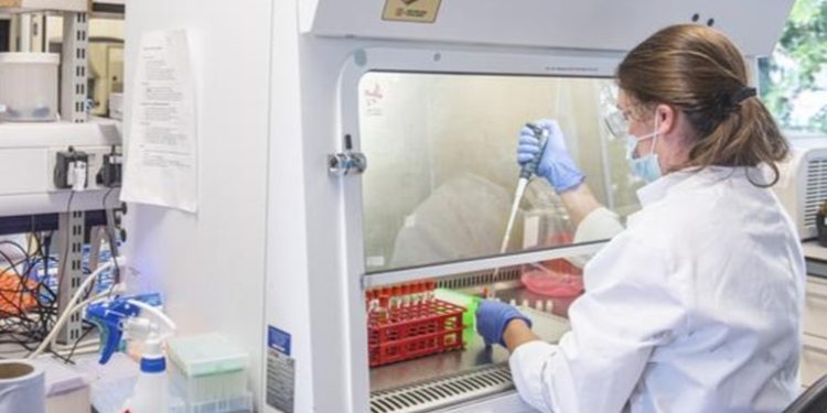 OMS nombra comité de expertos para investigar el origen del coronavirus y otras pandemias