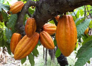 Organizaciones dedicadas a la producción del Cacao serán beneficiadas.