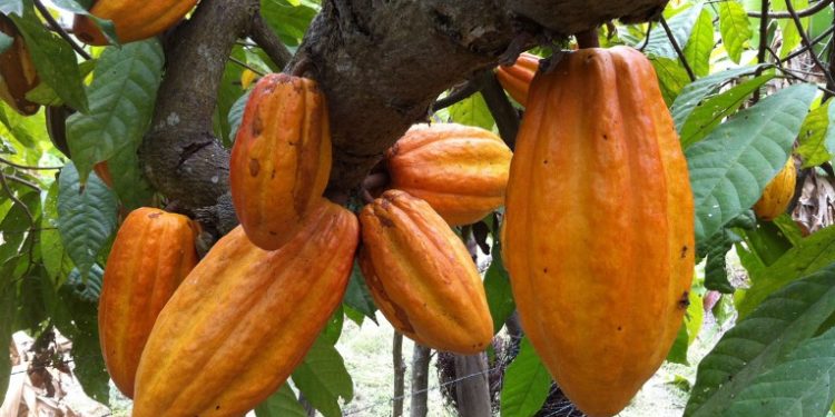 Organizaciones dedicadas a la producción del Cacao serán beneficiadas.