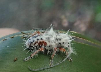 Paseo por un bosque termina en accidental hallazgo de una nueva especie
