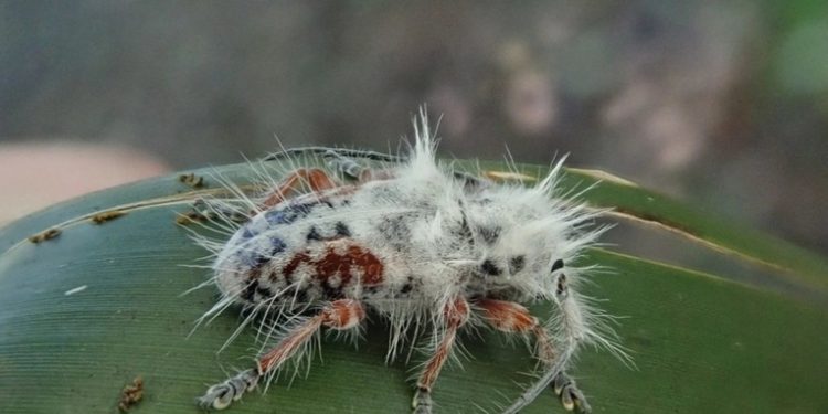 Paseo por un bosque termina en accidental hallazgo de una nueva especie