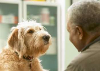Perros adiestrados logran detectar la enfermedad de Parkinson con una precisión de hasta el 90 %