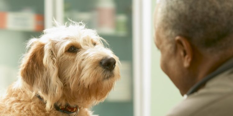 Perros adiestrados logran detectar la enfermedad de Parkinson con una precisión de hasta el 90 %