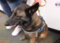 Perros entrenados detectan el COVID-19 en aeropuerto