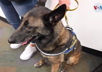 Perros entrenados detectan el COVID-19 en aeropuerto
