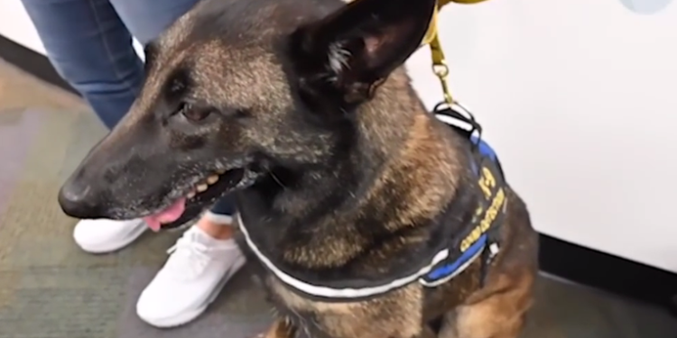 Perros entrenados detectan el COVID-19 en aeropuerto