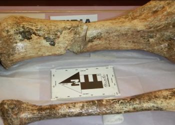 Perú hallan restos de tres mastodontes de hace 11 mil años