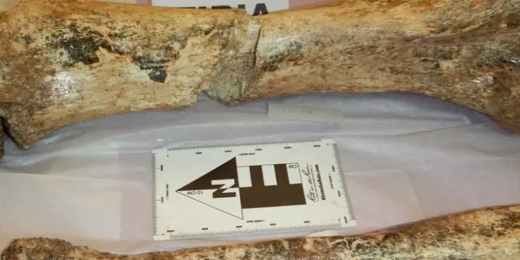 Perú hallan restos de tres mastodontes de hace 11 mil años