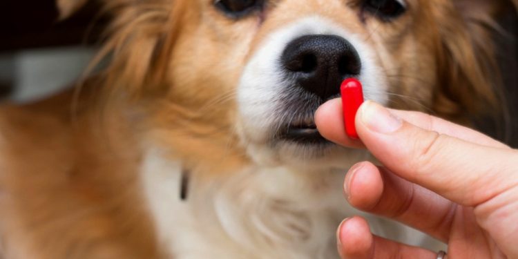 Píldora experimental para revertir el envejecimiento da resultados prometedores en perros