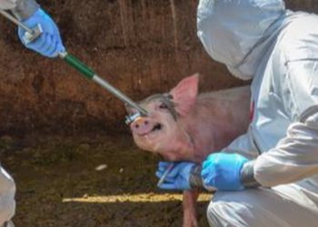 Plagas amenazan actualmente la producción de pollo, cerdo y banano en el paí­s