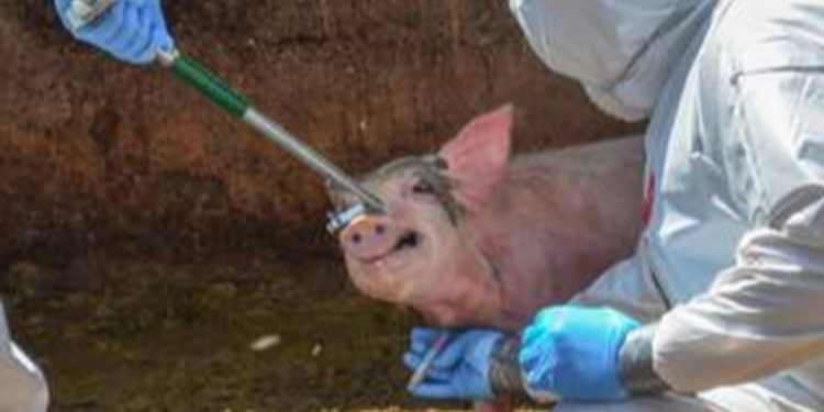 Plagas amenazan actualmente la producción de pollo, cerdo y banano en el paí­s