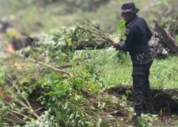 PNC erradica más de 400 mil arbustos de coca en Livingston, Izabal