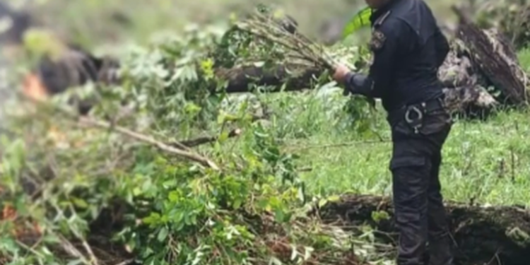 PNC erradica más de 400 mil arbustos de coca en Livingston, Izabal